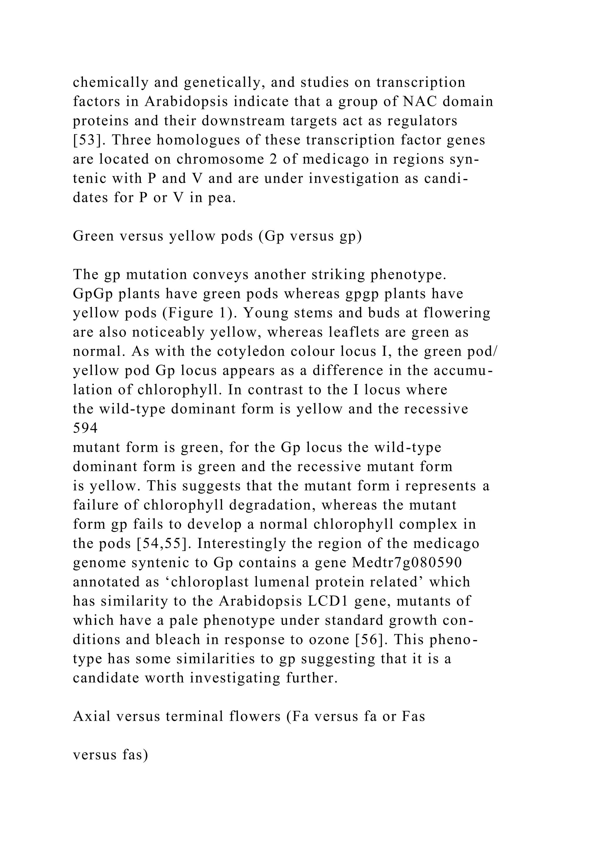 chemically and genetically, and studies on transcription
factors in Arabidopsis indicate that a group of NAC domain
proteins and their downstream targets act as regulators
[53]. Three homologues of these transcription factor genes
are located on chromosome 2 of medicago in regions syn-
tenic with P and V and are under investigation as candi-
dates for P or V in pea.
Green versus yellow pods (Gp versus gp)
The gp mutation conveys another striking phenotype.
GpGp plants have green pods whereas gpgp plants have
yellow pods (Figure 1). Young stems and buds at flowering
are also noticeably yellow, whereas leaflets are green as
normal. As with the cotyledon colour locus I, the green pod/
yellow pod Gp locus appears as a difference in the accumu-
lation of chlorophyll. In contrast to the I locus where
the wild-type dominant form is yellow and the recessive
594
mutant form is green, for the Gp locus the wild-type
dominant form is green and the recessive mutant form
is yellow. This suggests that the mutant form i represents a
failure of chlorophyll degradation, whereas the mutant
form gp fails to develop a normal chlorophyll complex in
the pods [54,55]. Interestingly the region of the medicago
genome syntenic to Gp contains a gene Medtr7g080590
annotated as ‘chloroplast lumenal protein related’ which
has similarity to the Arabidopsis LCD1 gene, mutants of
which have a pale phenotype under standard growth con-
ditions and bleach in response to ozone [56]. This pheno-
type has some similarities to gp suggesting that it is a
candidate worth investigating further.
Axial versus terminal flowers (Fa versus fa or Fas
versus fas)
 