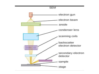Scanning and transmission electron microscopy | PPTX