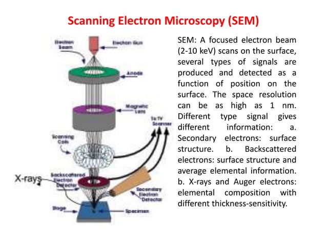 Scanning electron microscope | PPTX | Chemistry | Science