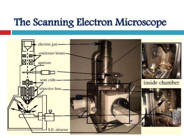 scan electron microscope