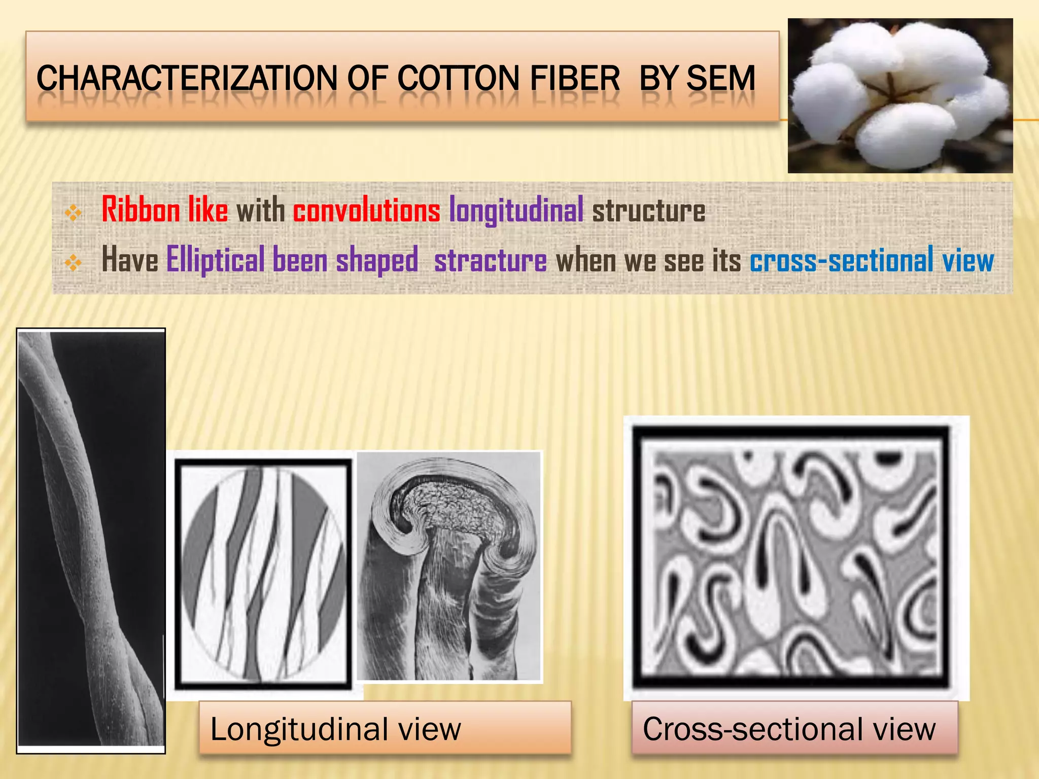 CHARACTERIZATION OF COTTON FIBER BY SEM
 Ribbon like with convolutions longitudinal structure
 Have Elliptical been shaped stracture when we see its cross-sectional view
Cross-sectional viewLongitudinal view
 