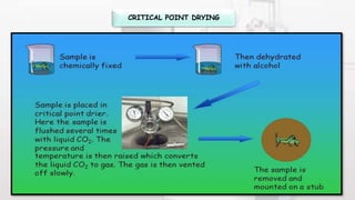CRITICAL POINT DRYING
 