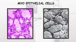 MYO EPITHELIAL CELLS
 