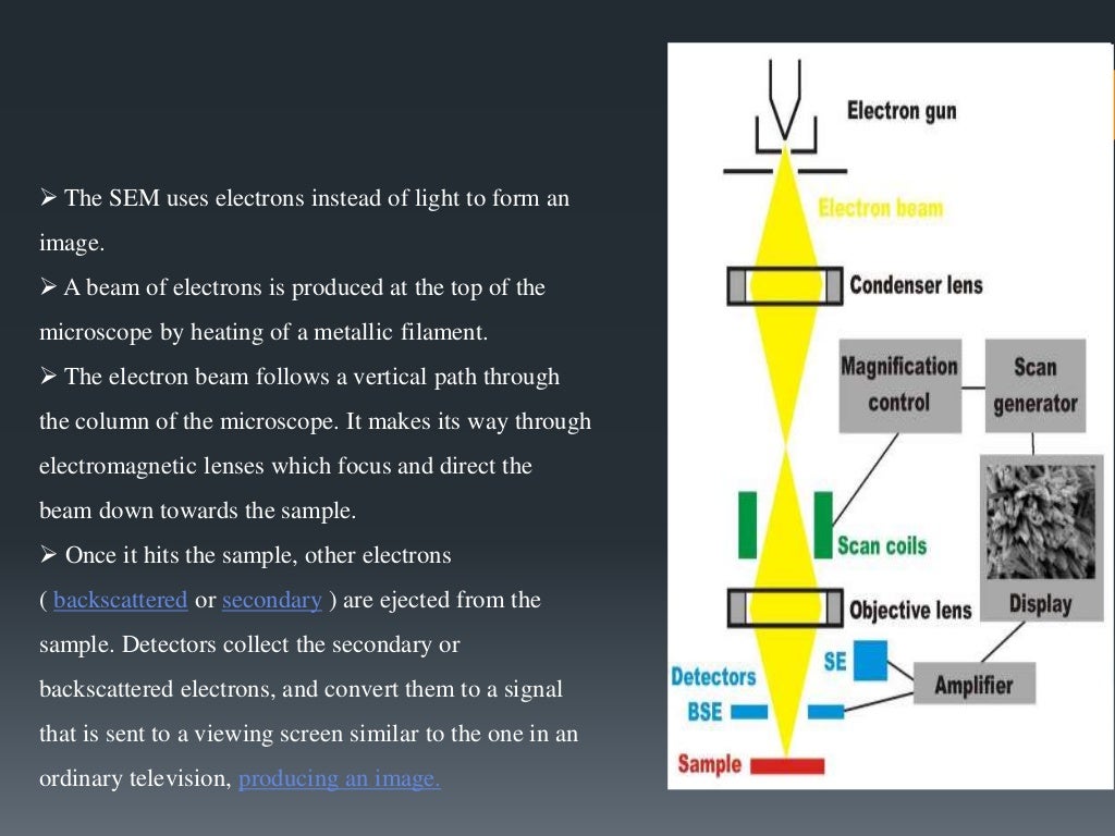 Scanning electron microscopy