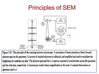 Scanning Electron Microscopy (SEM) Analysis.pdf