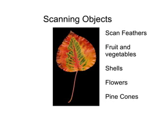 Scanning Objects Scan  Feathers Fruit and vegetables Shells Flowers Pine Cones 
