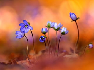 Scape beauty