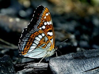 Scape beauty
