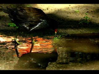 Scape beauty