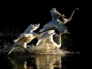 Scape beauty