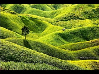 Scape beauty