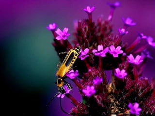 Scape beauty