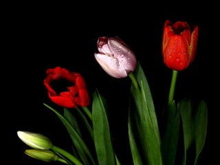 Scape beauty