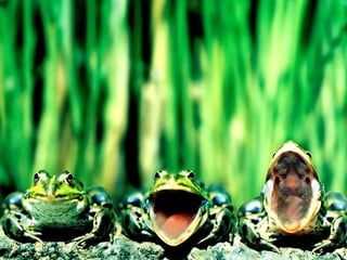 Scape beauty