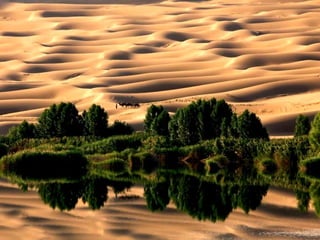Scape beauty