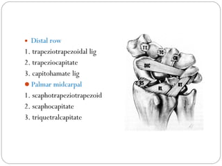• Distal row
1. trapeziotrapezoidal lig
2. trapeziocapitate
3. capitohamate lig
Palmar midcarpal
1. scaphotrapeziotrapezoid   
2. scaphocapitate
3. triquetralcapitate
 