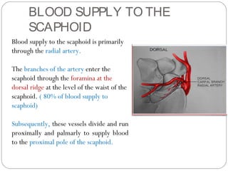 Blood supply to the scaphoid is primarily
through the radial artery.
The branches of the artery enter the
scaphoid through the foramina at the
dorsal ridge at the level of the waist of the
scaphoid. ( 80% of blood supply to
scaphoid)
Subsequently, these vessels divide and run
proximally and palmarly to supply blood
to the proximal pole of the scaphoid.
BLOOD SUPPLY TO THE
SCAPHOID
 