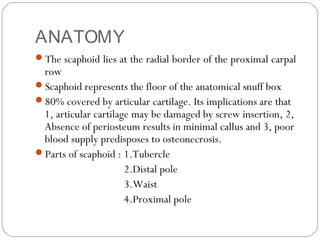 ANATOMY
The scaphoid lies at the radial border of the proximal carpal
row
Scaphoid represents the floor of the anatomical snuff box
80% covered by articular cartilage. Its implications are that
1, articular cartilage may be damaged by screw insertion, 2,
Absence of periosteum results in minimal callus and 3, poor
blood supply predisposes to osteonecrosis.
Parts of scaphoid : 1.Tubercle
2.Distal pole
3.Waist
4.Proximal pole
 