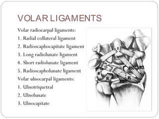 VOLAR LIGAMENTS
Volar radiocarpal ligaments:
1. Radial collateral ligament
2. Radioscaphocapitate ligament
3. Long radiolunate ligament
4. Short radiolunate ligament
5. Radioscapholunate ligament
Volar ulnocarpal ligaments:
1. Ulnotriquetral
2. Ulnolunate
3. Ulnocapitate
 
