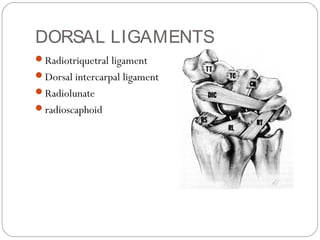 DORSAL LIGAMENTS
Radiotriquetral ligament
Dorsal intercarpal ligament
Radiolunate
radioscaphoid
 