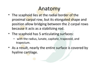 Anatomy
• The scaphoid lies at the radial border of the
  proximal carpal row, but its elongated shape and
  position allow bridging between the 2 carpal rows
  because it acts as a stabilizing rod.
• The scaphoid has 5 articulating surfaces:
   – with the radius, lunate, capitate, trapezoid, and
     trapezium.
• As a result, nearly the entire surface is covered by
  hyaline cartilage.
 