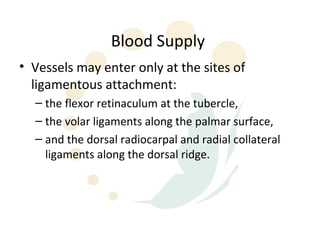 Blood Supply
• Vessels may enter only at the sites of
  ligamentous attachment:
  – the flexor retinaculum at the tubercle,
  – the volar ligaments along the palmar surface,
  – and the dorsal radiocarpal and radial collateral
    ligaments along the dorsal ridge.
 