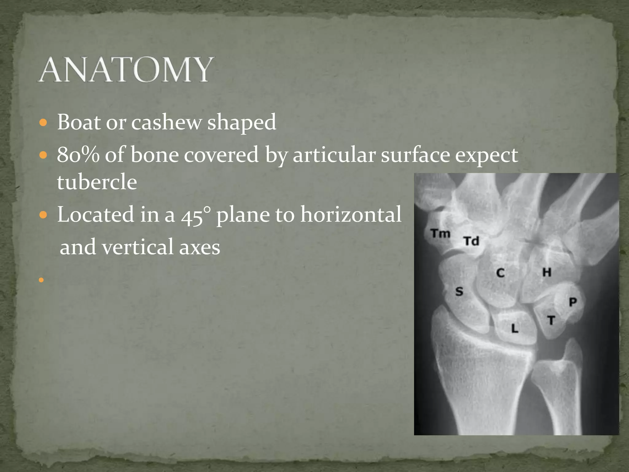 Boat or cashew shaped
 80% of bone covered by articular surface expect
tubercle
 Located in a 45° plane to horizontal
and vertical axes
•
 