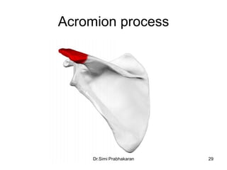 Scapula | PDF
