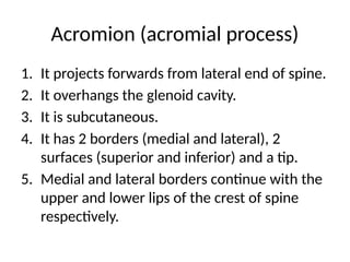 SCAPULA bone complete anatomy ppt with muscle attachment | PPTX