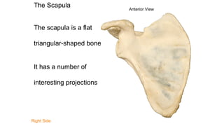 Scapula 7th March.pptx, Anatomy, No attachments | PPTX
