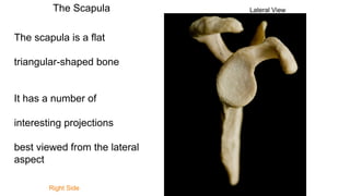Scapula 7th March.pptx, Anatomy, No attachments | PPTX