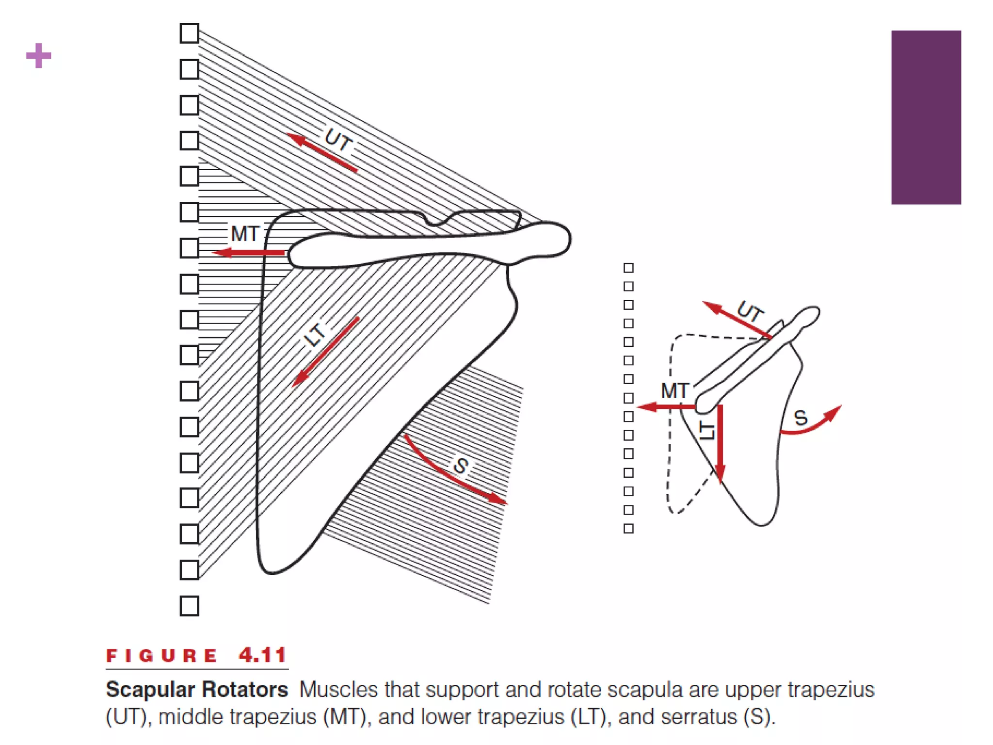 Sickscapula Scapular dyskinesia and its relationship to rotator cuff impingement ...