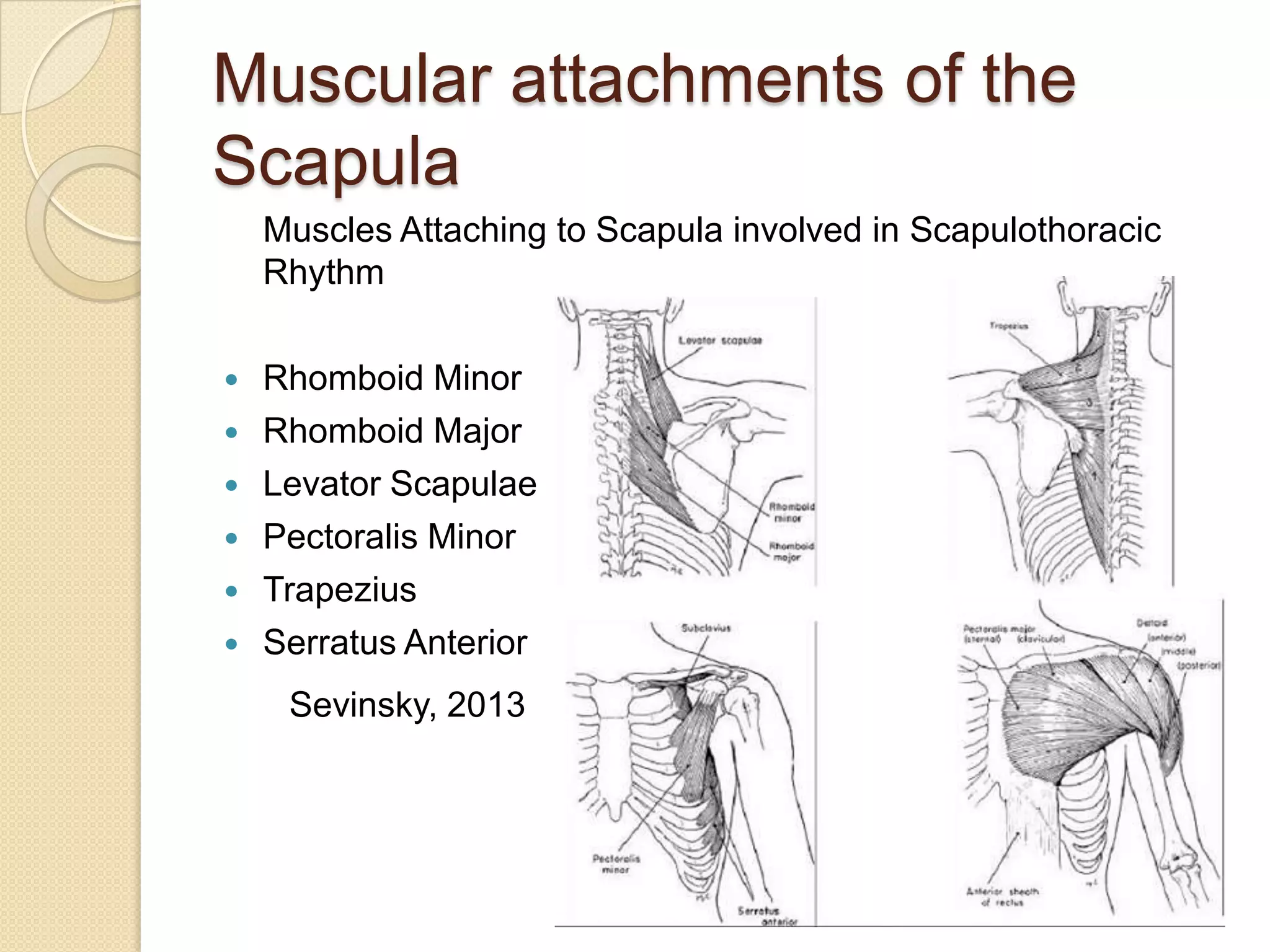 Muscular attachments of the
Scapula
Muscles Attaching to Scapula involved in Scapulothoracic
Rhythm
 Rhomboid Minor
 Rhomboid Major
 Levator Scapulae
 Pectoralis Minor
 Trapezius
 Serratus Anterior
Sevinsky, 2013
 