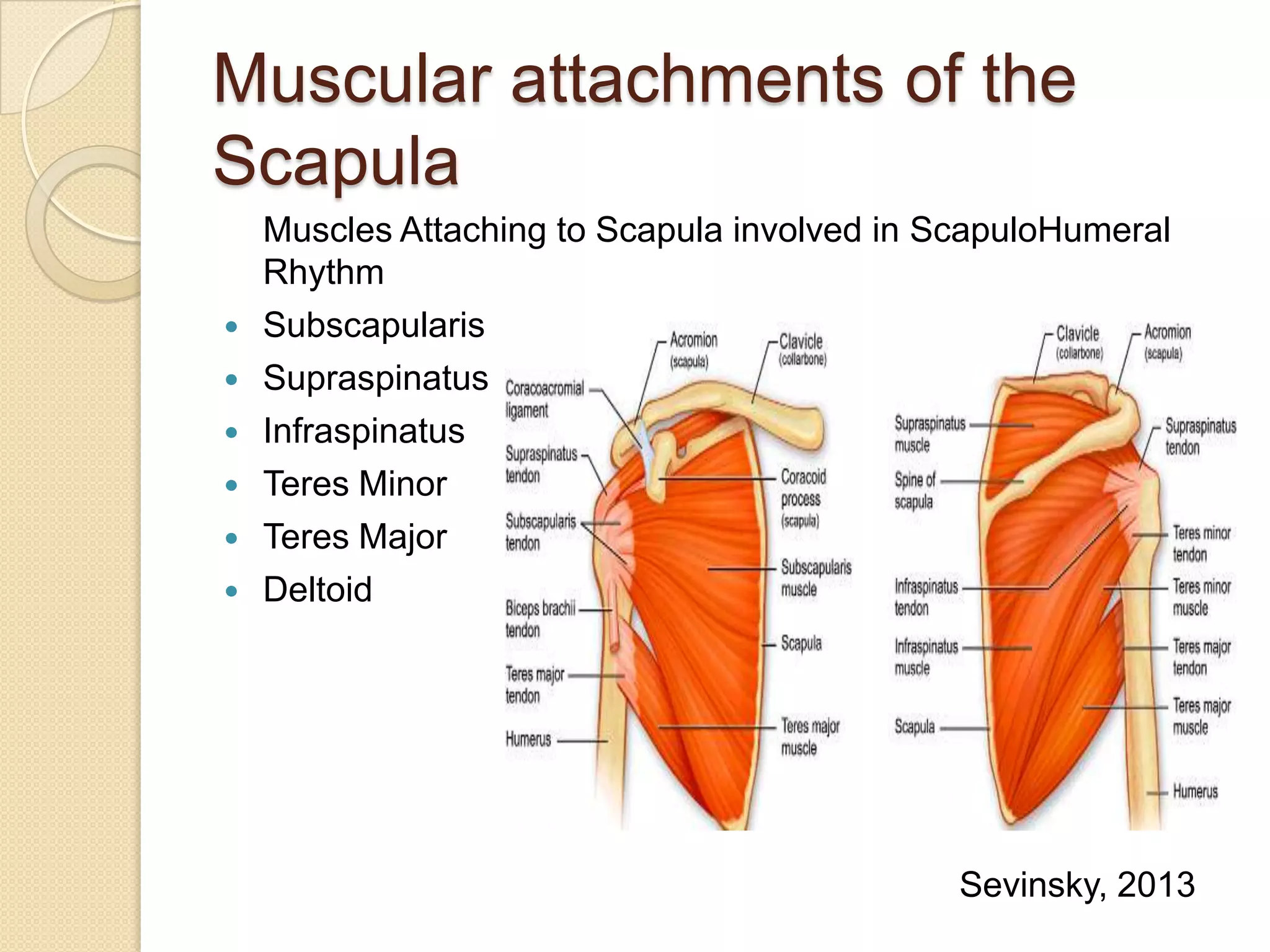 Muscular attachments of the
Scapula
Muscles Attaching to Scapula involved in ScapuloHumeral
Rhythm
 Subscapularis
 Supraspinatus
 Infraspinatus
 Teres Minor
 Teres Major
 Deltoid
Sevinsky, 2013
 