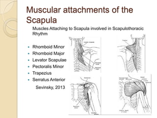 Muscular attachments of the
Scapula
Muscles Attaching to Scapula involved in Scapulothoracic
Rhythm
 Rhomboid Minor
 Rhomboid Major
 Levator Scapulae
 Pectoralis Minor
 Trapezius
 Serratus Anterior
Sevinsky, 2013
 