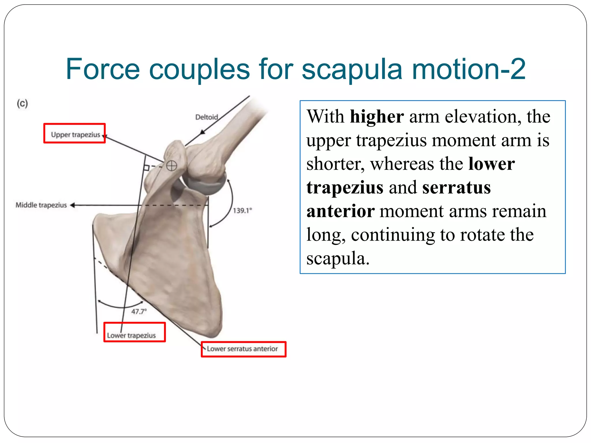 Sickscapula Scapular dyskinesis | PPTX