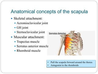 Sickscapula Scapular dyskinesis | PPTX