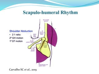 Scapulo-humeral Rhythm
Carvalho SC et al., 2019
 