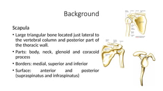 Background
Scapula
• Large triangular bone located just lateral to
the vertebral column and posterior part of
the thoracic wall.
• Parts: body, neck, glenoid and coracoid
process
• Borders: medial, superior and inferior
• Surface: anterior and posterior
(supraspinatus and infraspinatus)
 