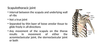 Scapulothoracic joint
• Interval between the scapula and underlying wall
of ribs
• Not a true joint
• Separated by thin layer of loose areolar tissue to
glide freely in all directions
• Any movement of the scapula on the thorax
results in movement of either the
acromioclavicular joint, the sternoclavicular joint
or both
 