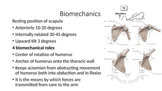 Biomechanics
Resting position of scapula
• Anteriorly 10-20 degrees
• Internally rotated 30-45 degrees
• Upward tilt 3 degrees
4 biomechanical roles
• Center of rotation of humerus
• Anchor of humerus onto the thoracic wall
• Keeps acromion from obstructing movement
of humerus both into abduction and in flexion
• It is the means by which forces are
transmitted from core to the arm
 