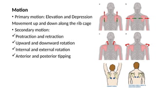 Motion
• Primary motion: Elevation and Depression
Movement up and down along the rib cage
• Secondary motion:
Protraction and retraction
Upward and downward rotation
Internal and external rotation
Anterior and posterior tipping
 