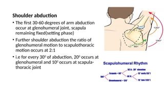 Shoulder abduction
• The first 30-60 degrees of arm abduction
occur at glenohumeral joint, scapula
remaining fixed(setting phase)
• Further shoulder abduction the ratio of
glenohumeral motion to scapulothoracic
motion occurs at 2:1
• i.e for every 300
of abduction, 200
occurs at
glenohumeral and 100
occurs at scapula-
thoracic joint
 