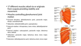 • 17 different muscles attach to or originate
from scapula providing stability and
movement
• Muscles controlling glenohumeral joint
motion
Forward elevation: deltoid(anterior part), pectoralis major,
biceps, coracobrachialis
Abduction: deltoid(middle part), supraspinatus
External rotation: infraspinatus, teres minor, deltoid(posterior
part)’
Internal rotation: subscapularis, pectoralis major, latissimus
dorsi, deltoid
Adduction: pectoralis major, latissimus dorsi, teres major,
teres minor
Extension: deltoid(posterior part), latissimus dorsi, teres major
 