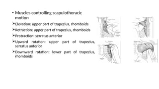 • Muscles controlling scapulothoracic
motion
Elevation: upper part of trapezius, rhomboids
Retraction: upper part of trapezius, rhomboids
Protraction: serratus anterior
Upward rotation: upper part of trapezius,
serratus anterior
Downward rotation: lower part of trapezius,
rhomboids
 