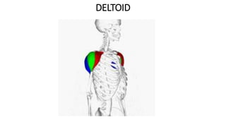DELTOID
 