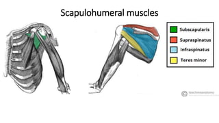 Scapulohumeral muscles
 