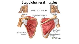 Scapulohumeral muscles
 