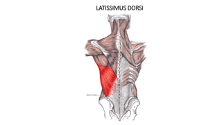 LATISSIMUS DORSI
 