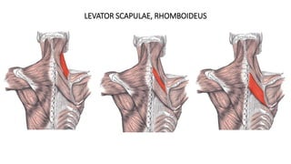 LEVATOR SCAPULAE, RHOMBOIDEUS
 